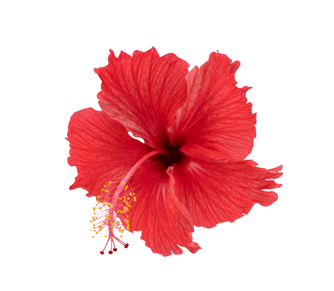 Hibiscus Flower